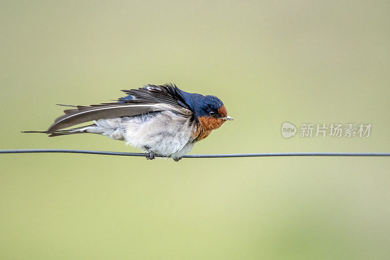 欢迎吞咽(Hirundo neoxena)